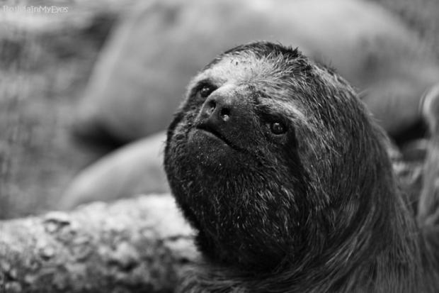 Danuta Stawarz (Sloth)